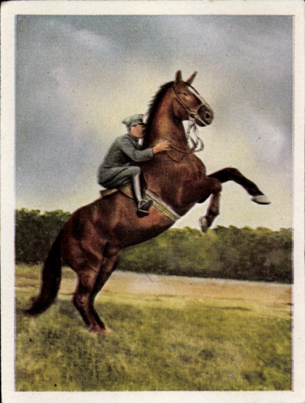 Sammelbild Auf deutscher Scholle, Hans v. d. Nordmark, Bild Nr. 89, Hohe Schule, Pferd, Reiter