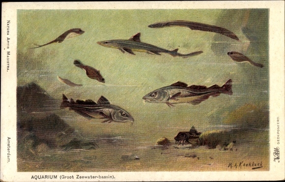 Artist Postcard Koekkoek, MA, Aquarium, Large Seawater Basin