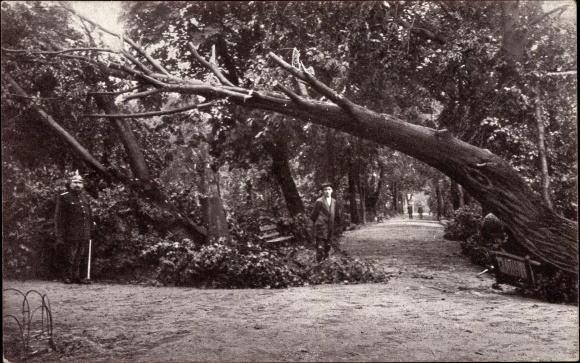 Postcard Chemnitz in Saxony, storm disaster 1916, fallen tree, park area