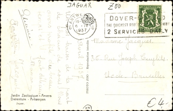 Postcard Anvers Antwerp Flandern, Jardin Zoolique, Jaguar