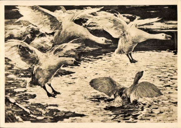 Künstler Ak Schramm Zittau, Rud., Einfallende Gänse, HDK 528