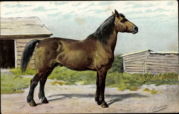 Artist PC Eerelman, Otto, thoroughbred horse, Het Canadeesche paired