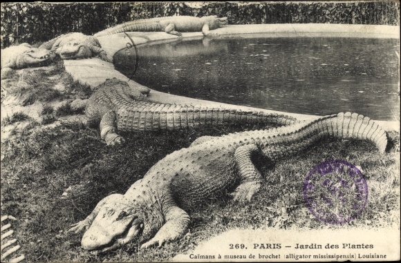 Postcard Paris, Jardin des Plantes, Pike-Snout Caimans