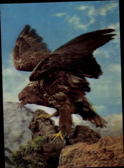 3 D Postcard Eagle on Rock