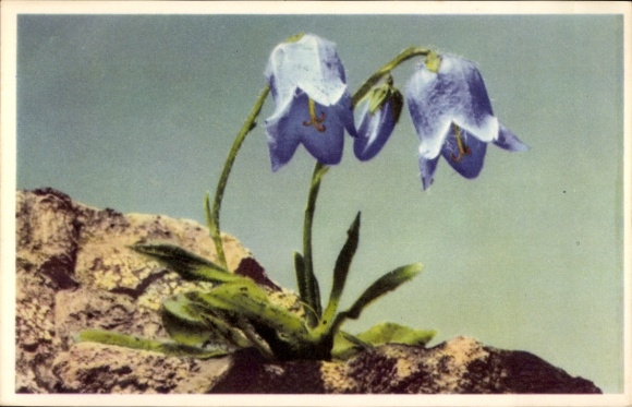 Postcard Campanula, Bearded Bellflower