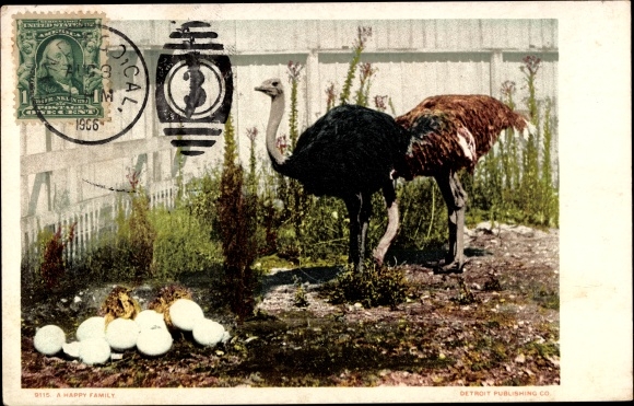 Postcard USA, ostrich farm, happy family