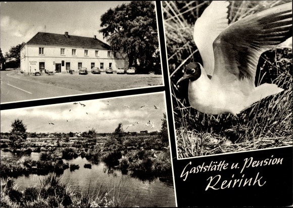 Postcard Zwillbrock Vreden Münsterland, Restaurant and Pension Reirink, views