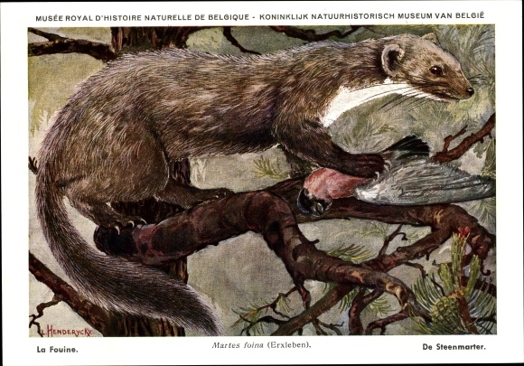 Artist PC Martes foina, stone marten, Musée Royal D&#39;Histoire Naturelle de Belgique
