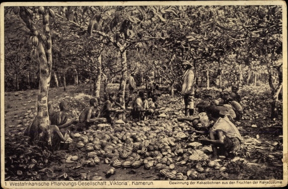 Postcard Cameroon, extraction of cocoa beans, West African Planting Society Victoria
