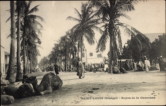 Postcard Saint Louis Senegal, rest of the caravan, palm trees, camel