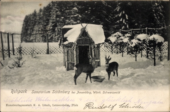 Postcard Neuenbürg Schömberg in the Black Forest Württemberg, Sanatorium, Deer Park