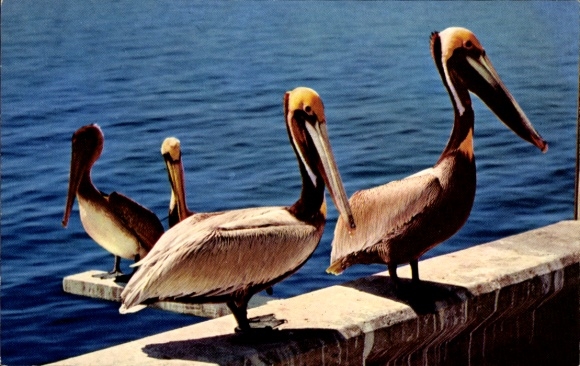 Postcard Louisiana USA, Pelicans