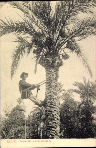 Ak Elche Valencia Spanien, Subiendo a una palmera