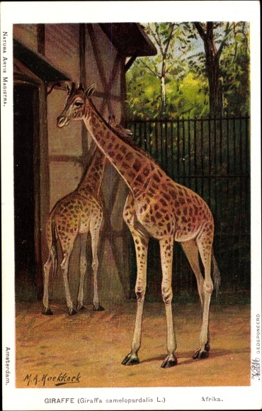 Artist Postcard Koekkoek, MA, Giraffa camelopardalis, Giraffes