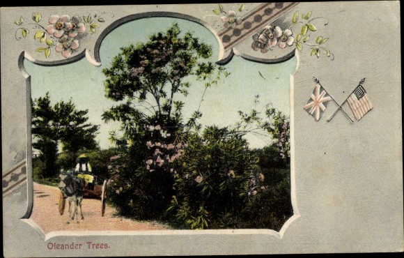 Passepartout Postcard Bermuda, Oleander Trees, Oleanderbaum