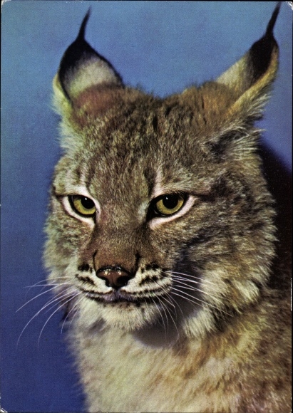 Postcard A Siberian lynx, Zoo Leipzig