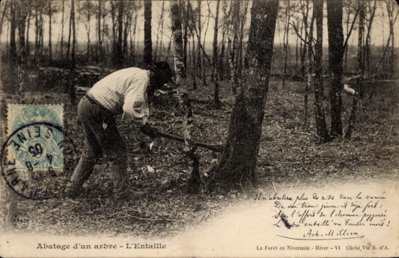 Postcard Abatage d'un arbre, L'Entaille
