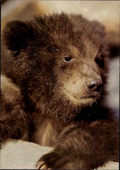 10 old PC bears, raccoons, various views
