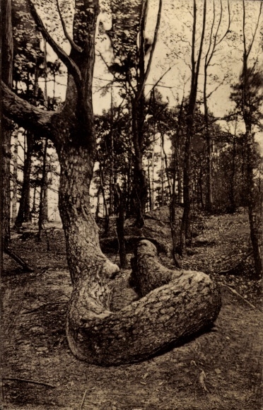Ak Bendestorf am Kleckerwald in Niedersachsen, Verkrümmter Baum, Waldlandschaft, Schwarz-Weiß Fot