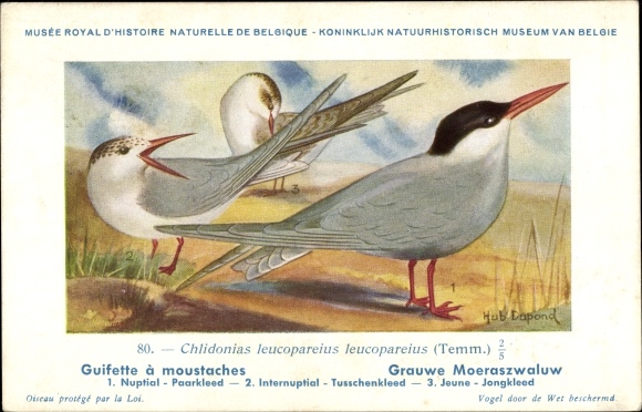 Artist Postcard Dupond, Hub., Chlidonias leucopareius, Grey Tern