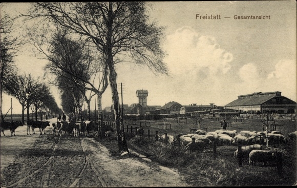 Postcard Freistatt in Lower Saxony, general view, pigs, cattle