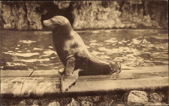 Postcard Anvers Antwerp Flandern, Jardin Zoologique, Robbe