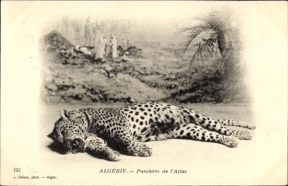 Postcard Algerie, Panther des Atlases