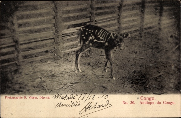 Postcard Kongo, antelope