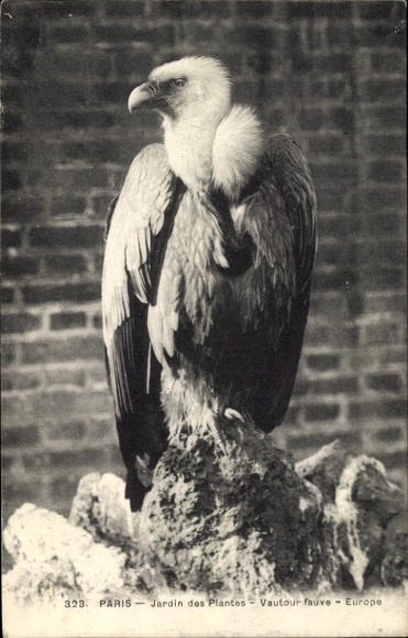 Postcard Paris V, Jardin des Plantes, vulture