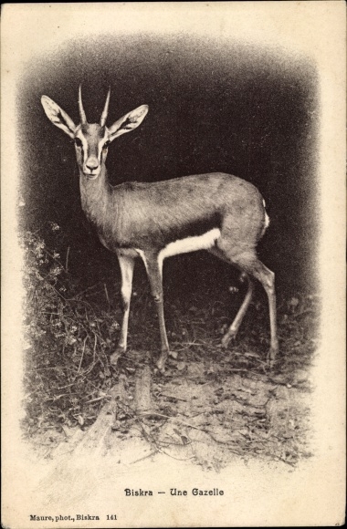 Postcard Biskra, A gazelle