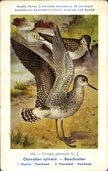 Kunstenaarskaart Dupond, Hub., Chevalier sylvain, Boschruiter, nr. 292