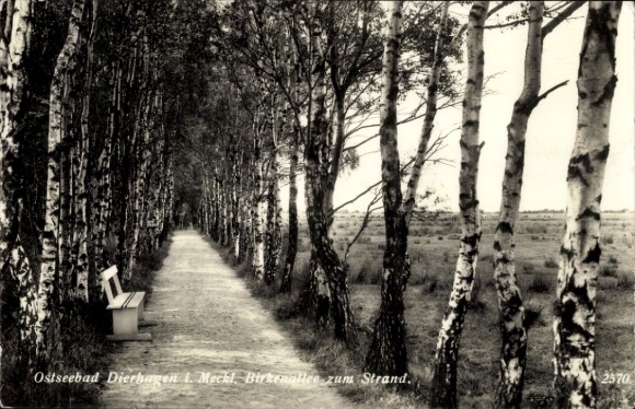 Postcard Ostseebad Dierhagen, Birkenallee to the beach