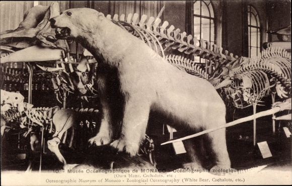 Postcard Monaco, Musee Oceanographique, polar bear, dinosaur, skeleton