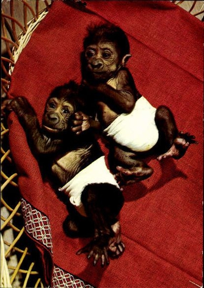 12 old Postcard monkeys, various views
