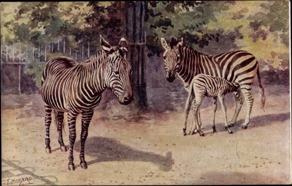 Artist Postcard Howard, Zebras, Zoo