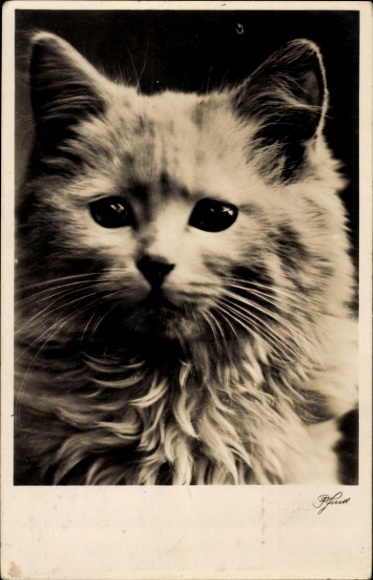 Postcard White Cat, Animal portrait