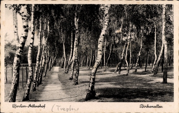 Postcard Berlin Treptow Adlershof, Birkenallee
