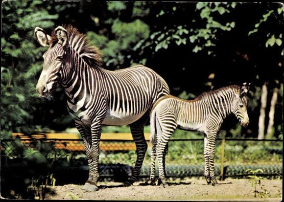 8 old PCs various zoo animals, wild animals, zebra, giraffe, donkey