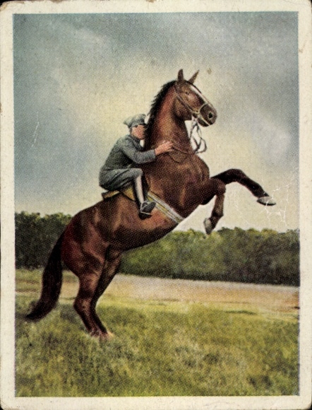 Sammelbild Auf deutscher Scholle, Hans v. d. Nordmark, Bild Nr. 89, Hohe Schule, Pferd, Reiter