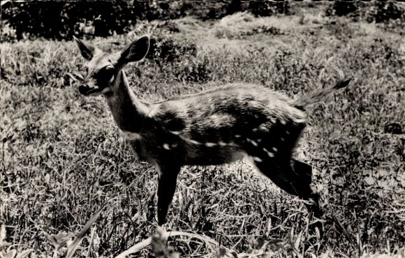 Postcard Africa, Antelope Cob de Buffon