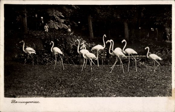 Postcard Halle an der Saale, Zoological Garden, Flamingo Meadow