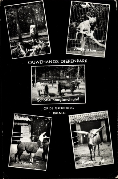 Postcard Rhenen Utrecht, zoo, cattle, llama, lions