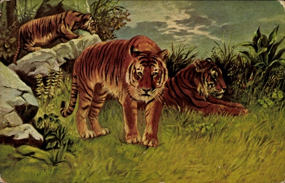 Artist Postcard Tiger in the Wild