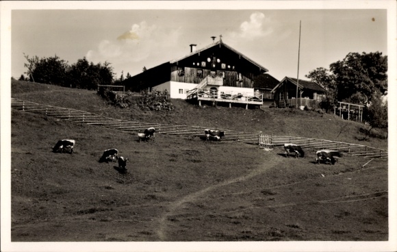 Postcard Piding in Berchtesgadener Land Upper Bavaria, Neubichler Alm at Högl, grazing cows