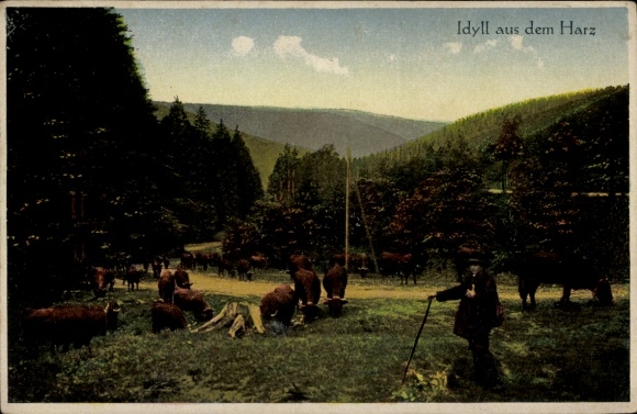 Postcard Idyll from the Harz, shepherd with cattle in the pasture