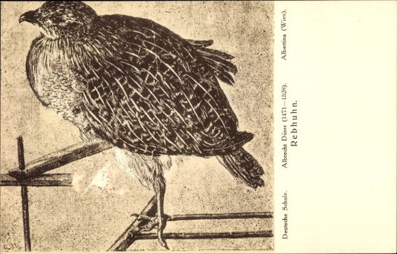 Artist Postcard Dürer, Albrecht, Partridge