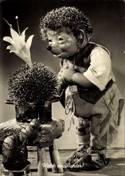 Postcard Mecki the hedgehog, what a miracle, blooming cactus