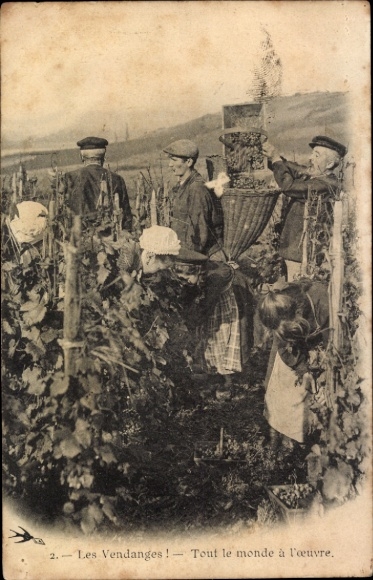 Ak Weinanbau, Wein, Menschen pflücken Weintrauben