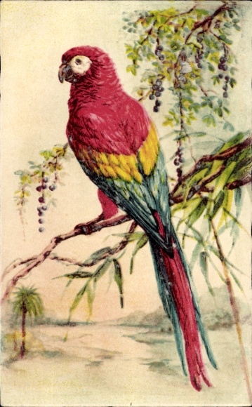Postcard Parrot Macaw, animal portrait