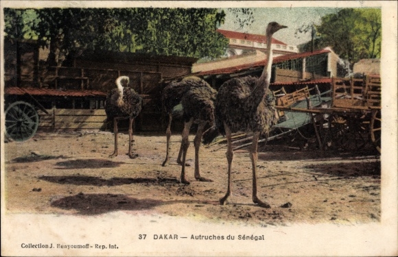 Postcard Dakar Senegal, Ostriches, Vogelstraße